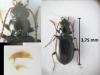 Bembidion hypocrita